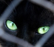 A superstici&oacute;n persegue os gatos dende hai s&eacute;culos