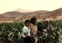 Plantaci&oacute;n de millo en Eritrea