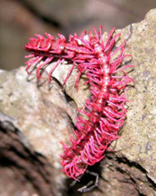 O milp&eacute;s 'Desmoxytes purpurosea'