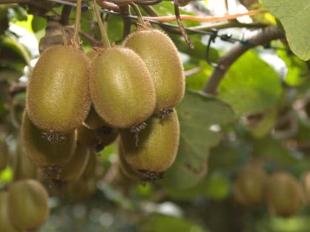 Plantaci&oacute;n de kiwi
