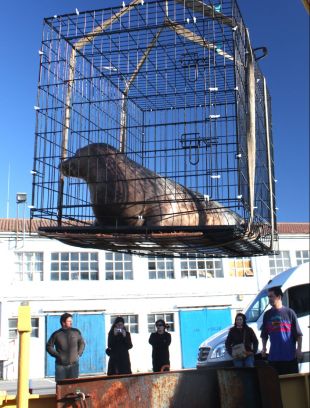 Teimoso, embarcando no 'Ferreira Mart&iacute;nez', este luns en Mar&iacute;n