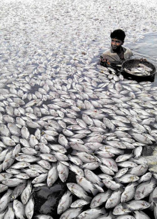 M&aacute;is da metade das poboaci&oacute;ns comerciais de peixe mundial est&aacute;n sobreexplotadas