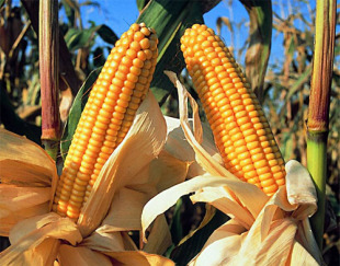 Monsanto ten permiso para cultivar transx&eacute;nicos en Arz&uacute;a, Ribeira, Mes&iacute;a, Vilalba e Chantada