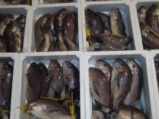 A cortiza &eacute; outra alternativa que se pode ver nas lonxas galegas