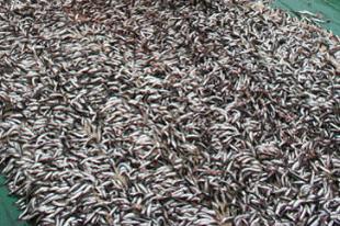 Oceana denuncia que as decisi&oacute;ns dos ministros provocou que o 88% dos caladoiros europeos estean sobreexplotados