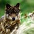 O Plan de Xesti&oacute;n do Lobo nace 'coxo'