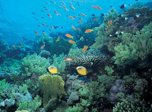 As estrelas de mar e os crust&aacute;ceos son as especies que maior perigo corren
