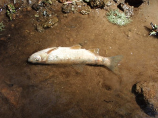 Pescadores e ecoloxistas xa denunciaron m&aacute;is de 50 verteduras no &uacute;ltimo ano