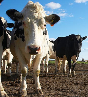 S&oacute; 85 veterinarios da Xunta van diariamente ao rural, malia a compra de 300 traxes de traballo