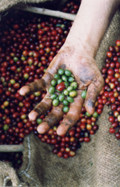 A ONG est&aacute; a distribu&iacute;r caf&eacute; de comercio xusto nas m&aacute;quinas expendedoras dos centros socioculturais de Compostela