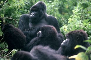 O gorila &eacute; unha das especies en perigo de extinci&oacute;n