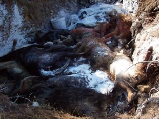 D&uacute;as imaxes da foxa, este martes / Fotos: Amigos da Terra e Matar por matar, Non