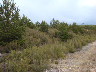 Prantas pir&oacute;fitas abandonadas despois da plantaci&oacute;n