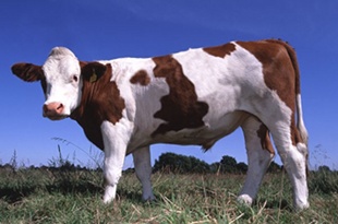 Vaca brit&aacute;nica