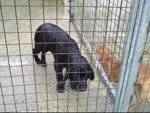 A maior parte dos municipios non te&ntilde;en servizo de recollida de animais