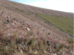 Plantaci&oacute;n de pi&ntilde;eiros en Gamiz
