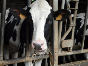 Os traballadores denuncian o desmantelamento do Centro de Informaci&oacute;n do Agro Galego (CIAG)
