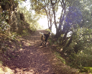 "Cabuxa", cami&ntilde;ada polo Montseny.