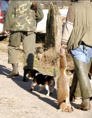 Imaxes da cacer&iacute;a do ano pasado en Portomar&iacute;n, onde mataron 69 raposos / Imaxe: amarga