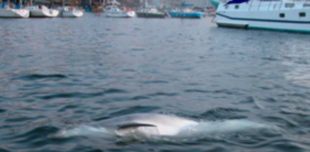 Vigo, Cangas, Moa&ntilde;a... Gaspar m&oacute;vese por diversos recantos da r&iacute;a viguesa / Imaxes: CEMMA