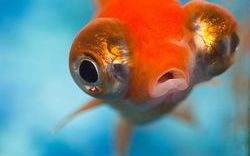 Os peixes recibir&aacute;n coidados individuais