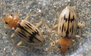 O cole&oacute;ptero Eurynebria complanata &eacute; outra especie protexida que abonda na Frouxeira