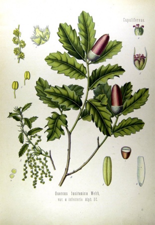 L&aacute;mina do Quercus Lusitanica (Carballo anano)