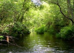 R&iacute;o Figueiras, en Mondo&ntilde;edo (A Mari&ntilde;a)
