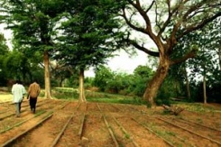 Plantaci&oacute;n de Tree-Nation en N&iacute;xer