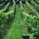 O Albari&ntilde;o triunfa en Xap&oacute;n