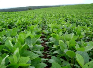 Cultivo de soia transx&eacute;nica en Arxentina, un dos principais produtores do mundo