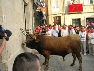 Os organizadores da 'chega' denuncian a "dupla moral" coa que se xulga a s&uacute;a festa, e non a do Boi de Allariz / O boi no Flickr de freecat