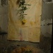 Rosa e &oacute;leos